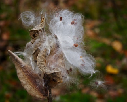 10-16b_Trout Brook Santuary Milkweed